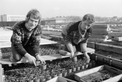 Sogn gartneri. Harald Ringen og Kjell Olsen er i full gang m