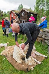Fra "Fløttdagen" på Dølmotunet 2016, Tolga, Hedmark. Musea i