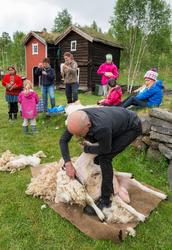 Fra "Fløttdagen" på Dølmotunet 2016, Tolga, Hedmark. Musea i