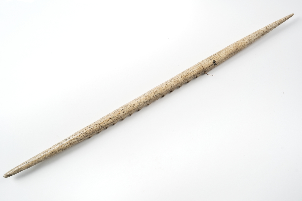 Harpunspets, Eldslandet. Ben, lång, oval, rund genomskärning, 15 st. små hullingar.
Från fregegatten VANADIS-världsomsegling 1883-85.