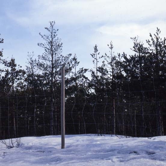 Döende ungtallar inhägnade med viltstängsel vid E4, 4km norr om Tönnebro, april 1988.