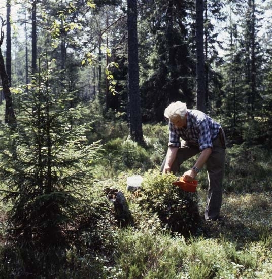 Tidningen LAND gjorde ett reportage i Hudiksvallstrakten, 29 juli 1986. Här ser vi en man i skogen som plockar blåbär med en bärplockare. Solen lyser in mellan träden.