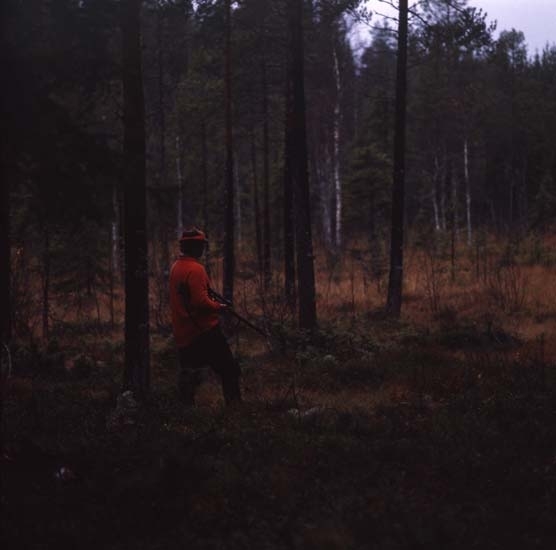 Älgjakt i Arbråskogarna 13 oktober 1980. En jägare med gevär på en myr.