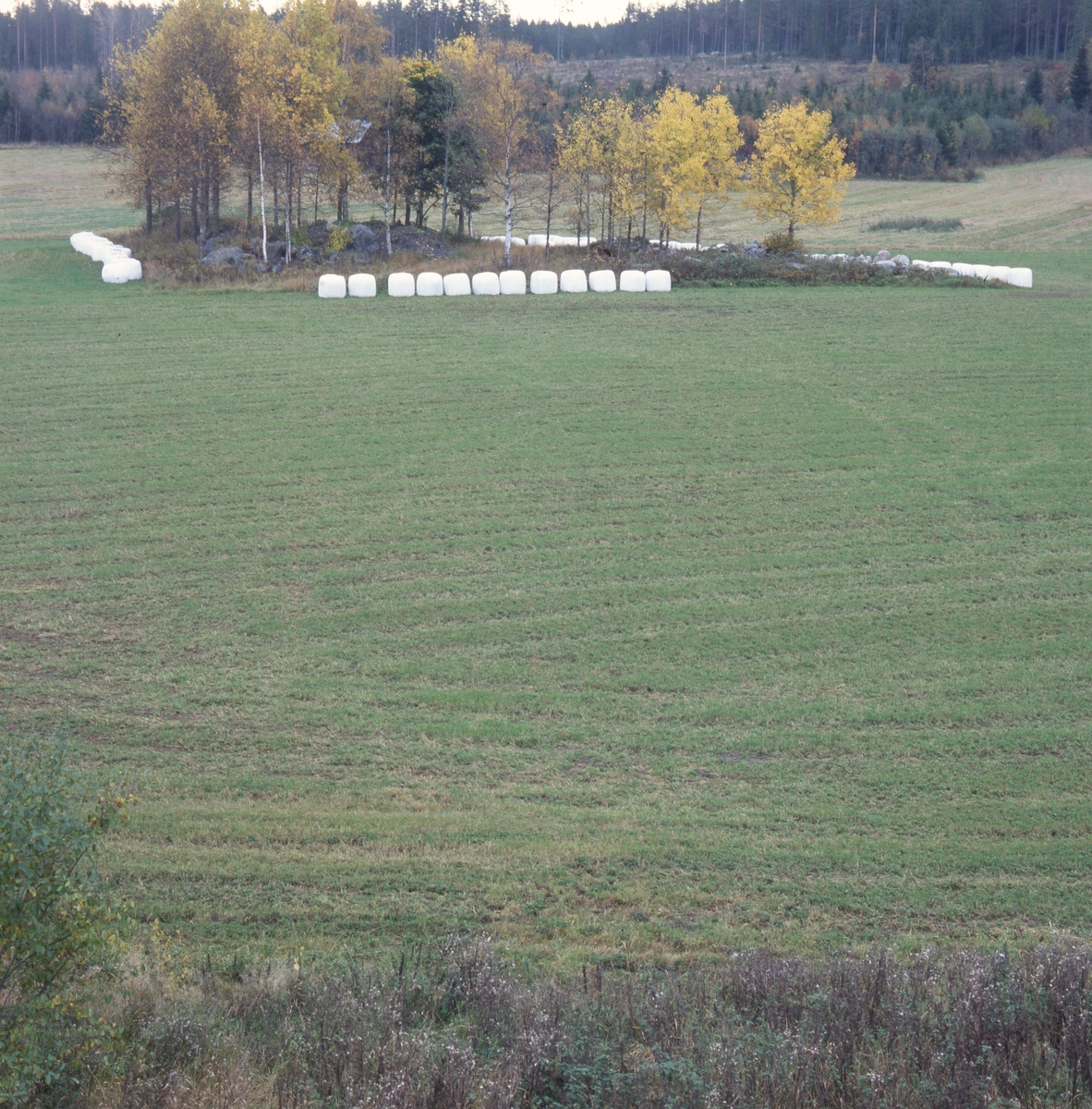 Rader av ensilagebalar i vit plast, "bonnägg", ligger runt en träddunge mitt på en åker, hösten 2001.
