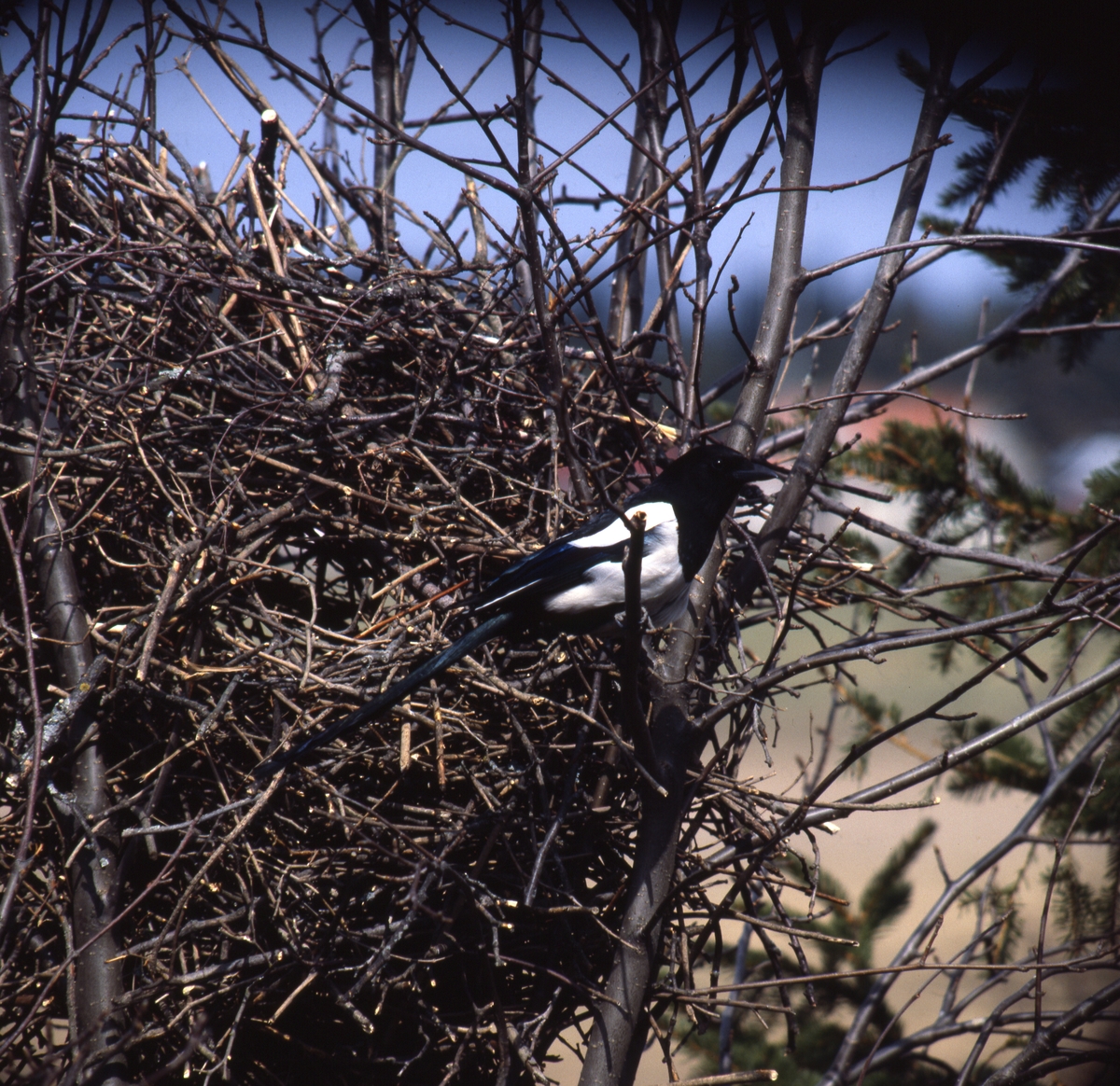 Skata vid sitt bo av kvistar, maj 1978.