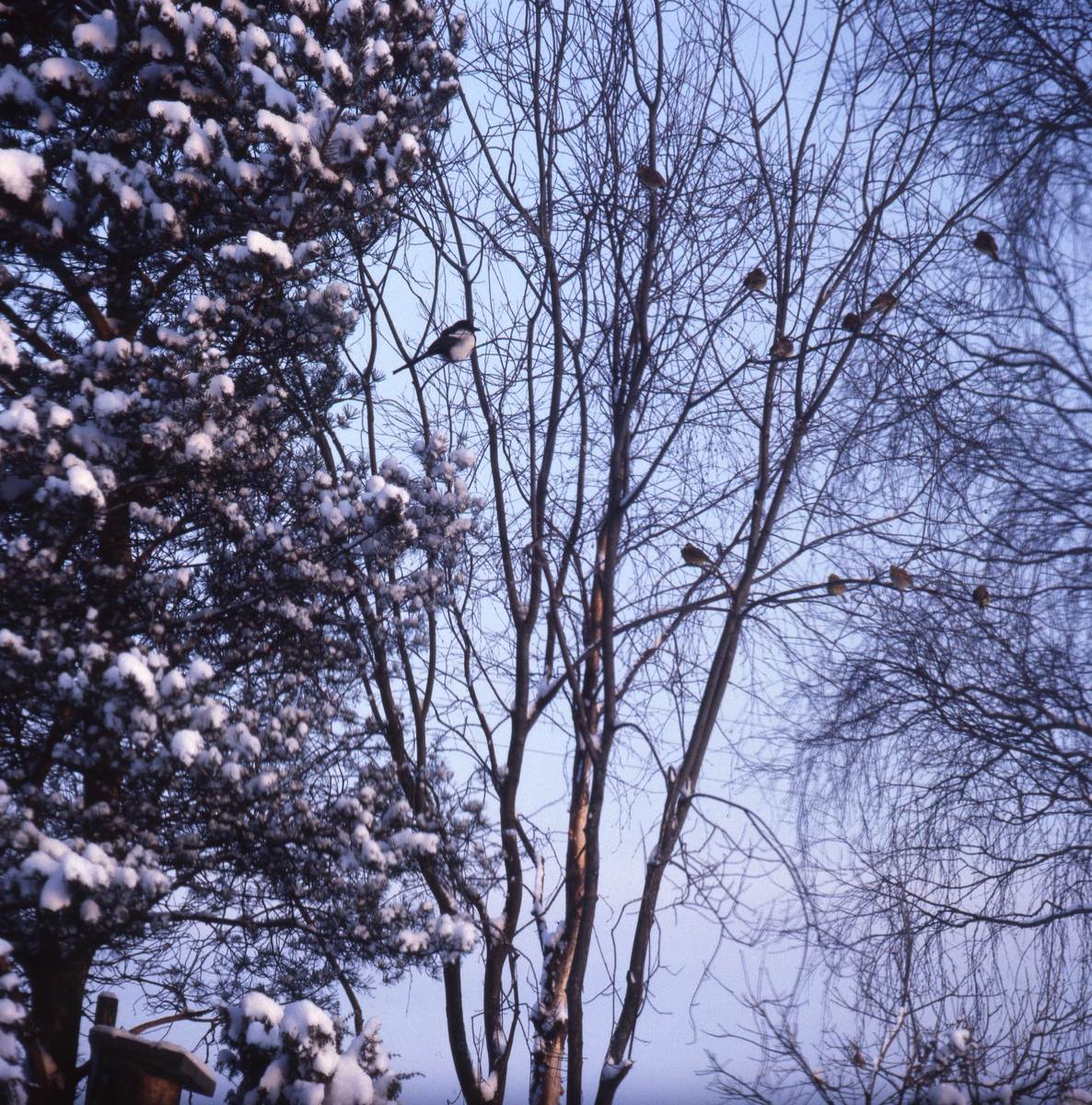 Skator och småfåglar sitter uppe i de snöiga träden, Sunnanåker januari 1987.