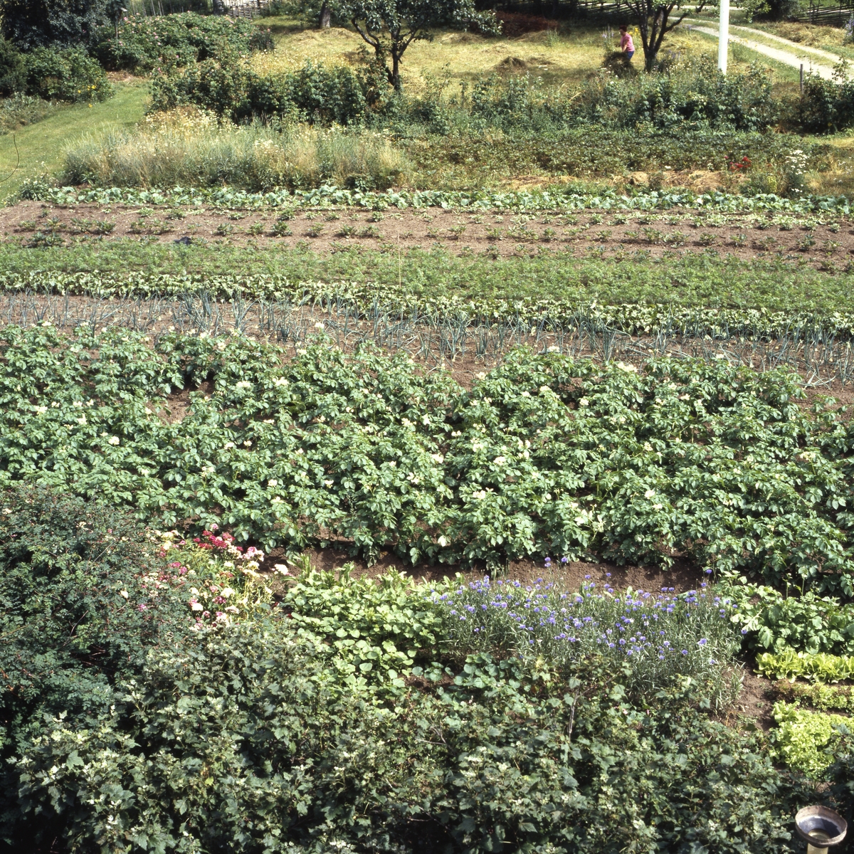 Grönsaksland och potatisblom, Sunnanåker 25 juli 1988.