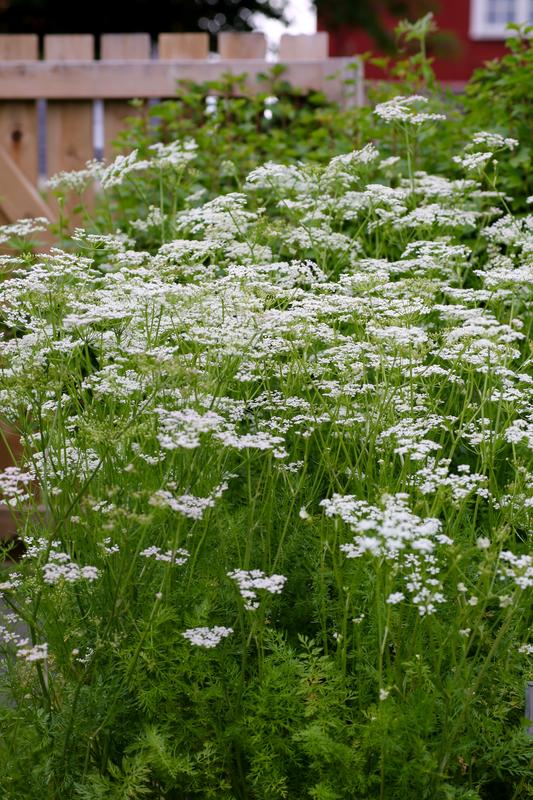 Karveplanter vokser tett i tett med hvite, bittesmå blomster øverst på stilken.