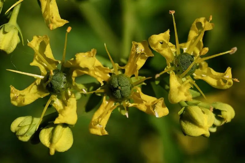 Vinrute har gule blomster med spredte kronblader og stor, grønn midt.