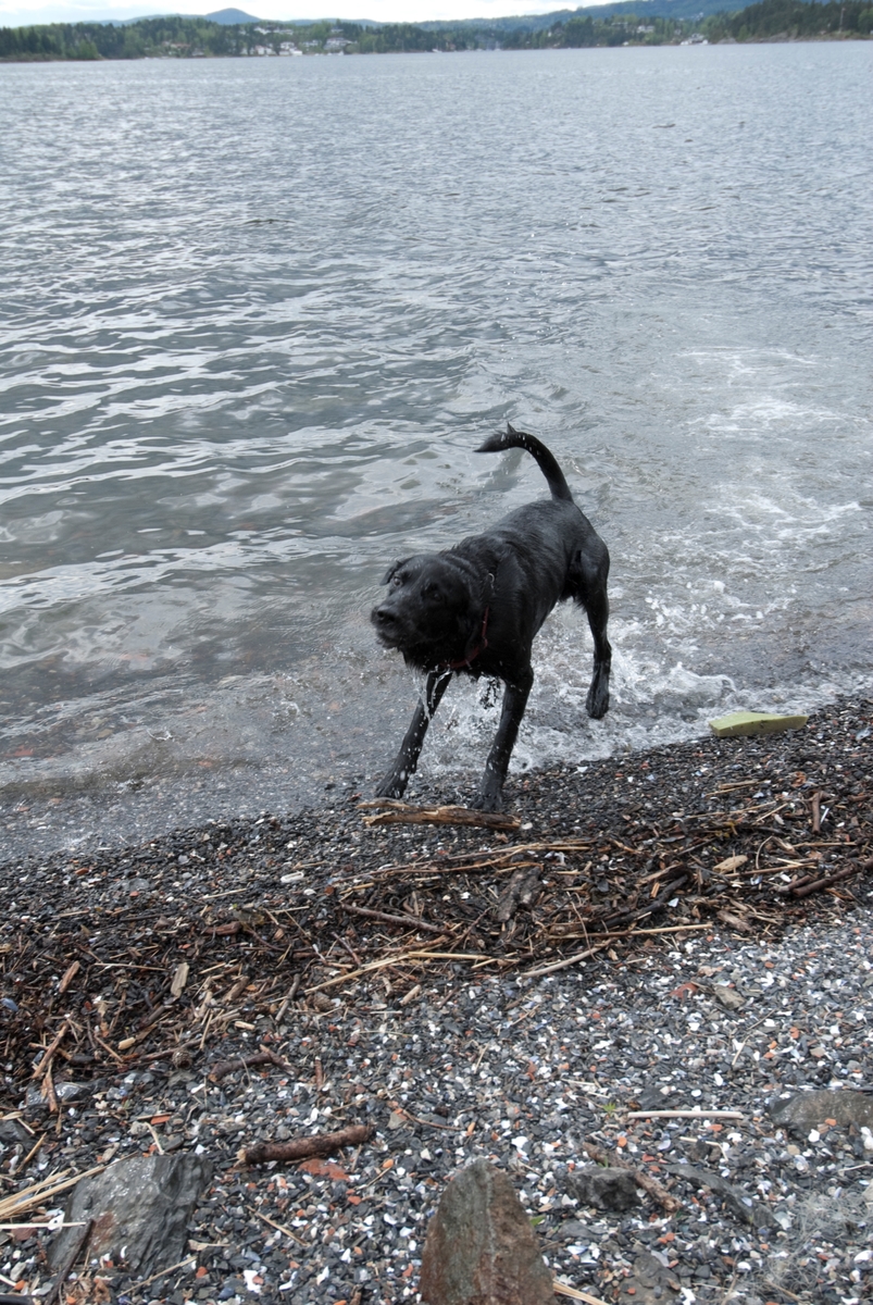Hunden Chico på tur rister seg etter en tur i vannet.