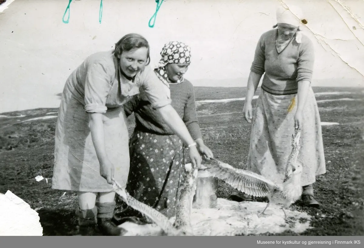 Fjærplukking på Tamsøy. Tre kvinner driver med å ribbe måser.