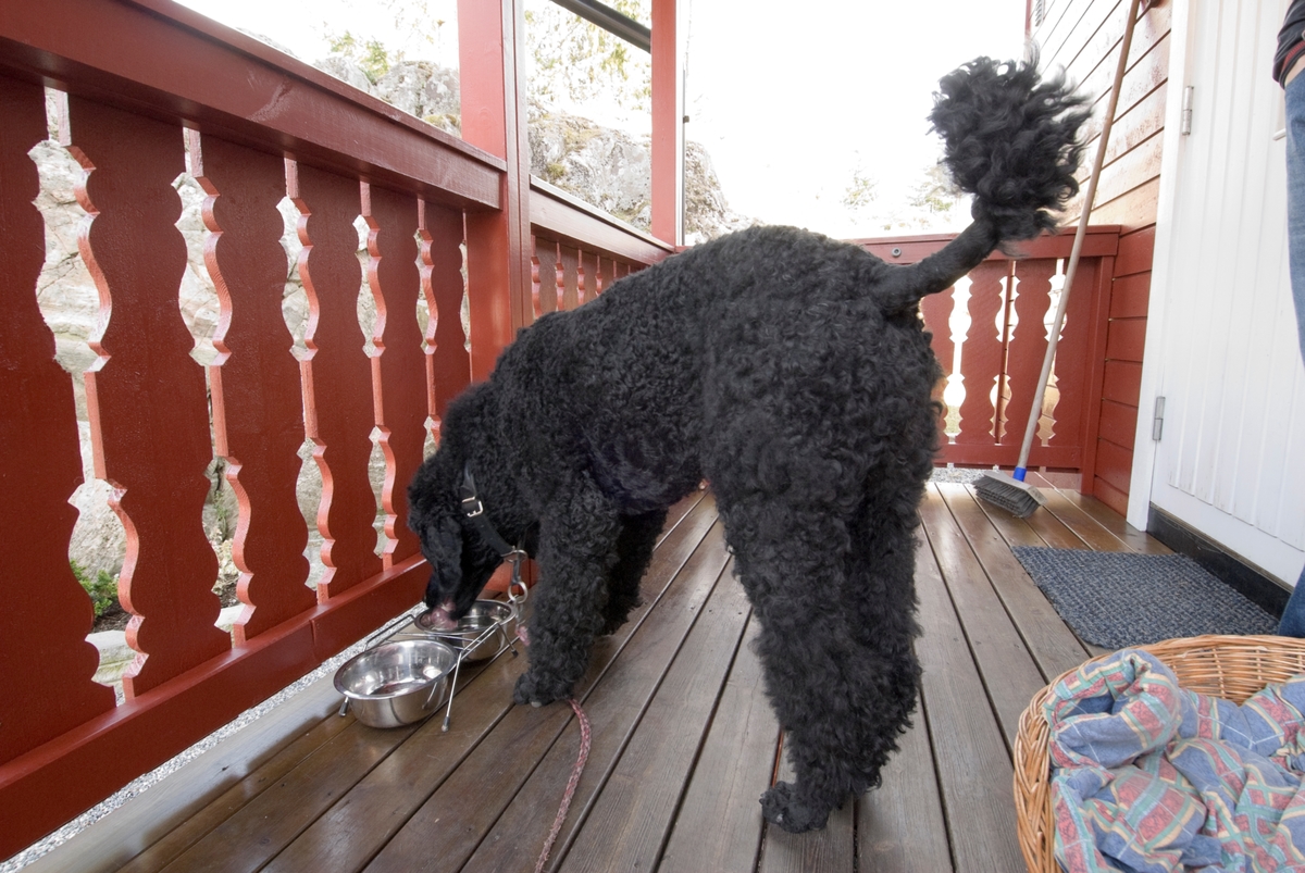 Hunden Pedro drikker vann fra en vannskål på verandaen til hjemmet.