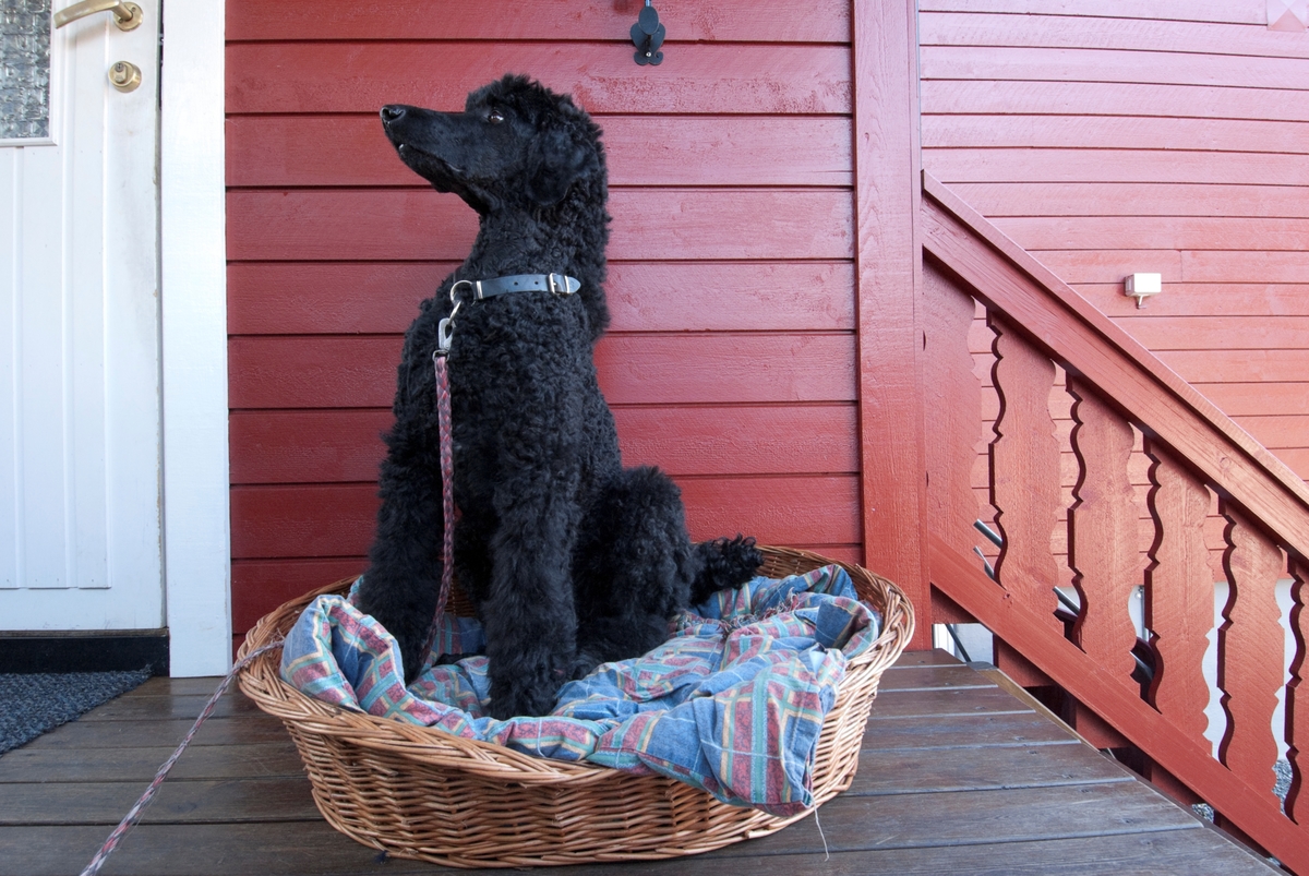 Hunden Pedro sitter i sin hundeseng ute på verandaen foran huset.