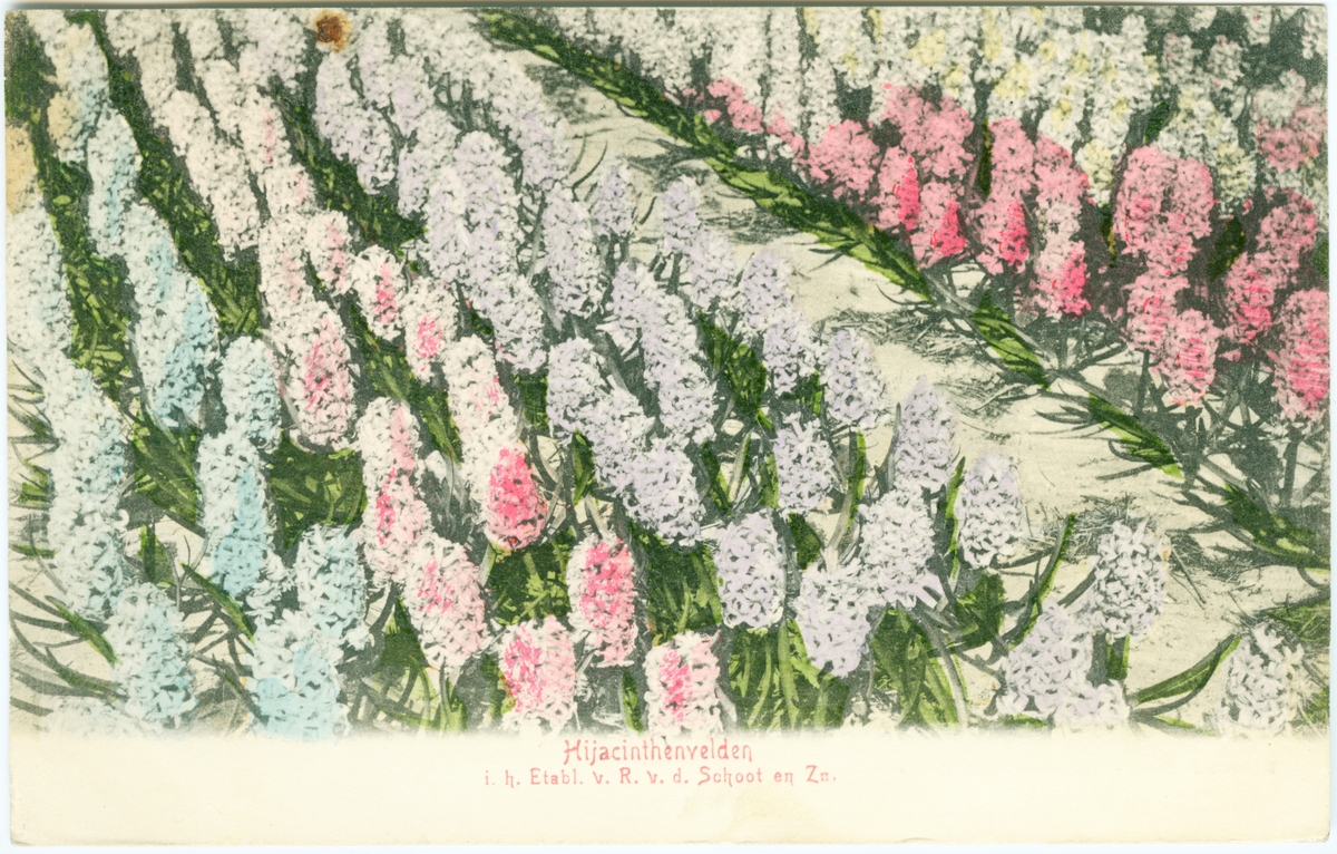 Hyacinter "Hijacinthenvelden"