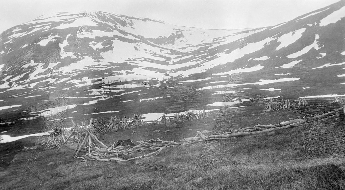 Samlingsgjerde for tamrein ved Rundhaugen i Skoelvdalen i Bardu kommune i Troms.  Gjerdet lå øverst i bjørkeskogsbeltets mot fjellet.  Det var forfallent og dels nedrast da dette fotografiet ble tatt i 1909.  Samene som hadde brukt det hadde antakelig sett seg nødt til å bygge et nytt samlingsgjerde et annet sted.  Bildet er antakelig tatt tidlig på sommeren, for i fjellterrenget ovenfor lå det fortsatt mye snø.  Samlingsgjerdene ble lagd for å samle reinen om høsten, når innblandete dyr fra andre flokker med annet eierskap skulle skilles ut, og ellers i året når simlene skulle skilles ut for mjølking.  Tidlig på 1900-tallet, da dette fotografiet ble tatt, var skikken med å mjølke reinsdyrsimlene i ferd med å forsvinne, og etter den tid har samlingsgjerdene stort sett vært bygd med henblikk på å ha innhegninger som gjorde det overkommelig å skille dyr med ulike eiermerker.  Samlingsgjerdene hadde gjerne to rom, et stort for den flokken det skulle foretas utskilling fra, og et mindre for utskilte dyr.  Mellom de to rommene måtte det være en liten åpning, som lett kunne åpnes og lukkes mens skillingsarbeidet pågikk.  I tillegg var det gjerne et traktformet ledegjerde inn mot det største rommet.  Når samene bygde slike gjerder hogg de bjørketrær som i ukvistet tilstand ble stablet på hverandre i en til halvannen meters høyde.  Noen barket trærne før de ble lagt i slike gjerder, andre gjorde det ikke.  Barket bjørk holdt seg lenger under åpen himmel enn ubarket bjørkevirke.  Nedbrytingsprosessene gikk uansett nokså raskt.  Innhegninger av denne typen ble vanligvis brukt bare to-tre år, fordi dyra da hadde en tendens til å sky plassen og fordi opptråkket jord blandet med ekskrementer fra dyra gjorde innhegningene til sleipe og vanskelige arbeidsplasser for samene.  Her har man forsøkt å forebygge det siste ved å legge gjerdet i skrånende terreng med gode avrenningsforhold.  Ved bytte av samlingsgjerdeplass i samme område var det vanlig å gjenbruke de materialene som hadde holdt seg best.  Det trengtes likevel stadig mye fersk bjørk til slike konstruksjoner, og det vanlige var å flytte noe nærmere brukbar bjørkeskog enn det forestående gjerdet.  De forstkyndige anså slike gjerder for å være de mest virkeskrevende konstruksjonene i samenes byggetradisjoner. 

Dette fotografiet er ett av mange som skogforvalter Ivar Ruden og skogplanter Hilbert Helgesen tok sommeren 1909 for å dokumentere hvordan reindriftssamisk aktivitet forårsaket avskoging i visse områder i Troms.  Det innsamlete materialet ble brukt Ivar Rudens publikasjon «Fremstilling av en del av den skade som de svenske flytlapper og ren har voldt på skogen i Tromsø amt» fra 1911, men dette motivet var ikke blant dem som ble trykt.  Rudens beskrivelse av forholdene i Skoelvdalen er gjengitt under fanen «Andre opplysninger». 
