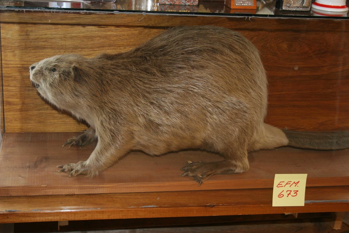 Bever - Setesdalsmuseet / DigitaltMuseum