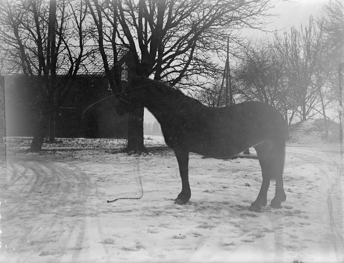 Häst tillhörande Robert Larson, Hårsbäck, Västerlövsta socken, Uppland 1921