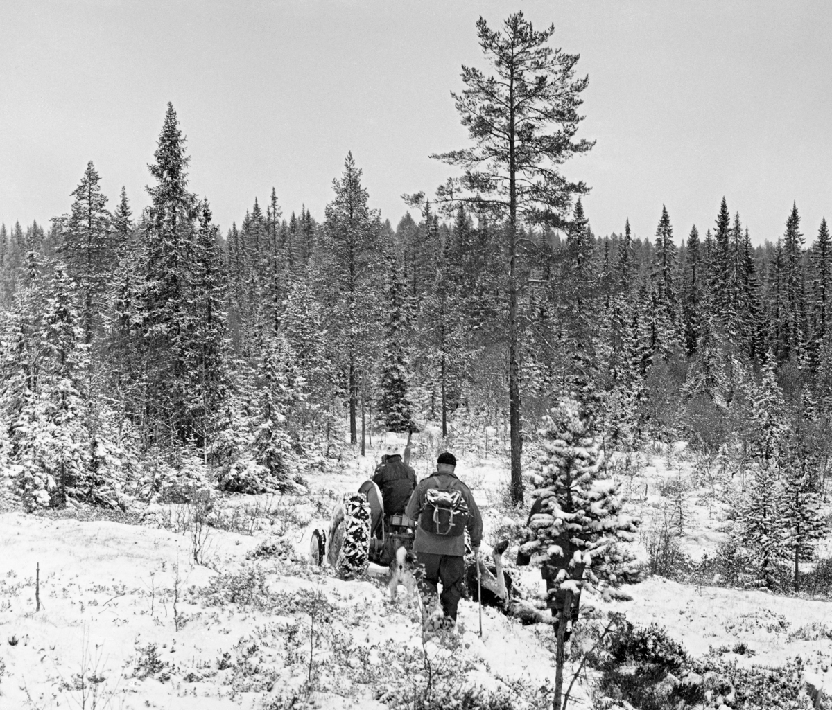 Transport av utvommet elgskrott i Fjerdingsåsen i Slemdalen i Nordre Osen (Åmot i Hedmark) 3. oktober 1977.  Elgen slepes bak en Ferguson-traktor («Gråtass») på snødekt mark.  Traktoren, som ble kjørt av en ung mann ved navn Geir, var utstyrt med kjettinger på bakhjulene.  En av jegerne, Andreas Eggen, vandrer bak slepet med sekk på ryggen og stav i handa.  Akkurat der fotografiet ble tatt gikk traktoren gjennom forholdsvis åpent lende, men framfor den sto barskogen tett.  Elgjakt. Storviltjakt. Jegere. Elgjegere.