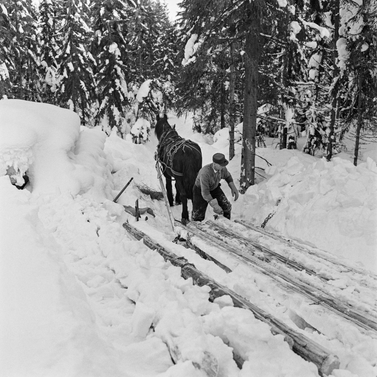 Tømmerkjøring med dølahest og rustning på Jømna i Elverum kommune i Hedmark vinteren 1969.  Fotografiet er tatt ved ei lunne i granskog.  Det gir et innblikk i hvilket strev kjøreren hadde med å få de nedsnødde stokkene fram og opp på den todelte sleden, mens hesten sto tålmodig og ventet.  Denne kjørekaren var kledd i vadmelsbukser og busserull.  Han hadde skyggelue på hodet og digre votter på hendene.  Fordelen med de todelte rustningene var at de fulgte terrenget og sledevegens kurver og staup så mye smidigere enn en de tidligere brukte langsledene, som dessuten kunne være vanskelige å vende i skogen.  Da dette fotografiet ble tatt var også tømmerkjøringa med hest og rustning i ferd med å bli avløst av traktorredskap (jf. f. eks. SJF-F. 007146-SJF-F. 007150). 