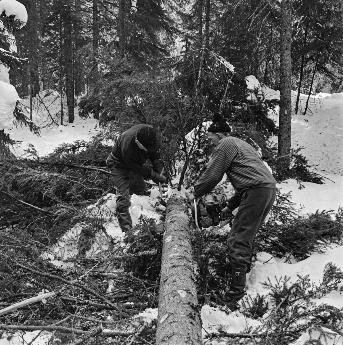 Kvisting og aptering av et grantre som var felt på snødekt mark, antakelig i 1969.  Treet er kvistet fra rota og et stykke oppover.  Deretter vurderte karene kvaliteten og dimensjonen på trestammen for å ta stilling til hvilket sortiment det var rimelig å klassifisere den i.  Deretter målte de ut en høvelig kappelengde i tråd med skogeierforeningens kappetabell, slik at skogeieren fikk en optimal pris for stokken.  Deretter kappet mannen til høyre treet med motorsaga si.  Han kapper ovenfra og nedover med tilnærmet horisontalstilt sverd.  Så snart han merker tegn til at treet bender nedover må han løfte sverdet og gjøre et snitt fra undersida, ellers kan saga lett kile seg fast.  Mens den ene skogsarbeideren saget fortsatte arbeidskameraten (til venstre i bildet) å kviste med øks oppover mot toppen.  De tidlige motorsagmodellene hadde ikke membranforgasser og kunne derfor ikke brukes i de varierte arbeidsstillingene kvistinga innebar uten at motoren ble «kvalt». 