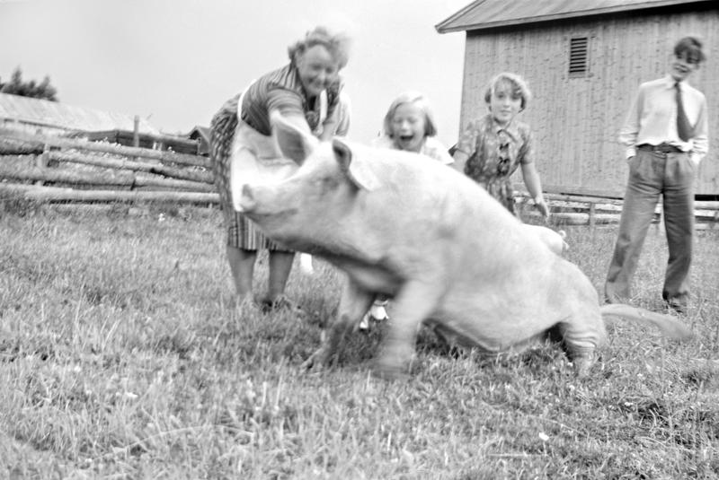 Svart-hvit bilde av to voksne, to barn og en gris ute på gresset.