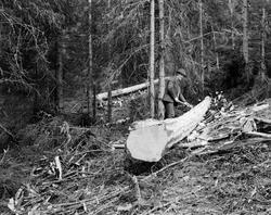 Tømmerhogst på barmark på ukjent sted i Telemark i 1930.  En