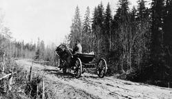 Vogn med fire hjul, forspent en hest, på sporete veg i skogs