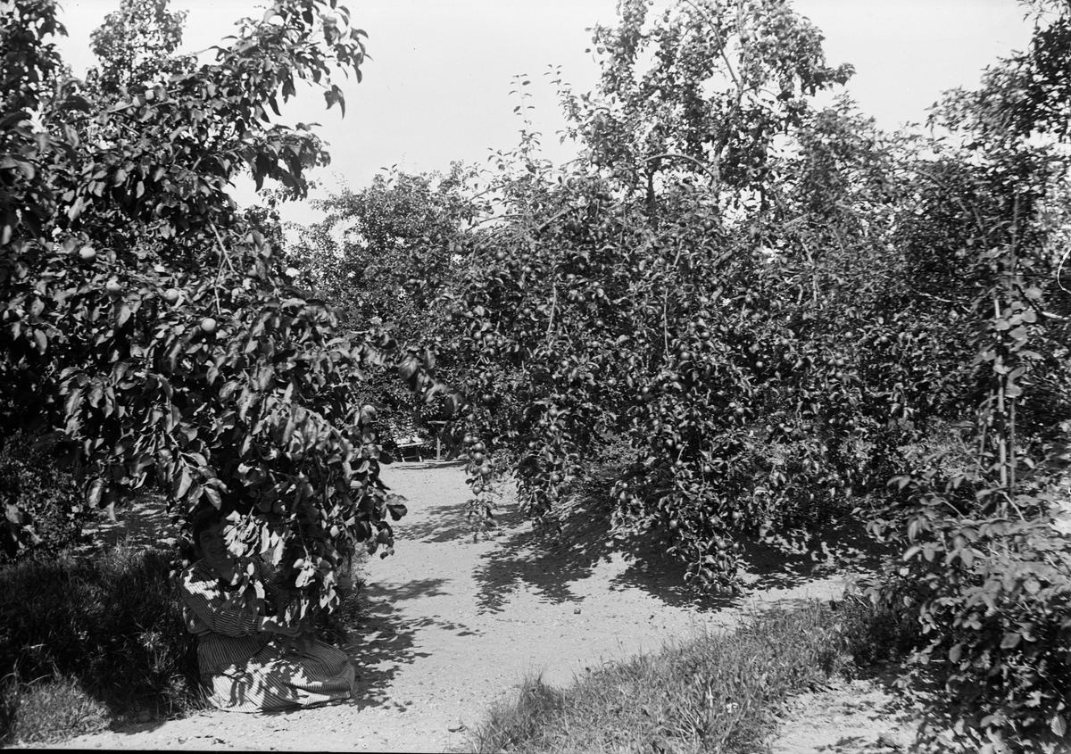 "T. K. under äppelträdet", Uppland 1918