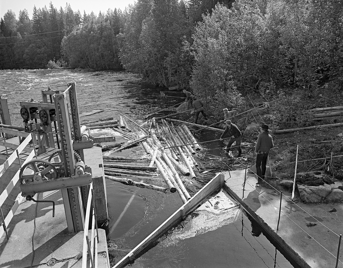 Tømmerfløting ved kraftverksdammen i Kvernfallet i elva Søndre Osa i Åmot kommune i begynnelsen av juni 1981. Fotografiet er tatt fra den støpte damkrona mot det nedenforliggende elveløpet.  Til venstre i forgrunnen ser vi sveivinnretningen med tannhjul og tannstenger, som ble brukt til å justere damlukene.  En ung gutt sto på en plattform mot land til høyre i forgrunnen, med blikket vendt mot fire karer som arbeidet med langskaftete haker fra land like nedenfor dammen.  De fire fløterne gjorde sitt beste for å forhindre at stokkene la seg mot land, men i stedet fulgte strømmen i den mer sentrale delen av elveløpet.  Langs elvebreddene vokste det mye, tett lauvskog, noe som vanskeliggjorde tilgjengeligheten under dette arbeidet.