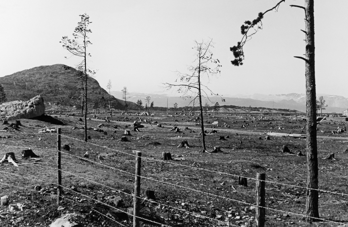 Brannherjet skogflate bak et piggtrådgjerde på Altagård i Finnmark, fotografert i 1950.  En del stubber stikker opp på den flate moen.  Noen ynkelig utseende ungfuruer sto fortsatt, men barmassen var så liten at det nok var høyst tvilsomt om disse trærne ville overleve.  Enda mer tvilsomt var det nok om de kunne gi frø til reetablering av furuskog.  Under 2. verdenskrig sank avvirkningen av tømmerskog, men vedhogstene økte kraftig etter at importen av kol og koks opphørte.  I skogdistriktene sørpå var dette på en måte positivt for skogbruket.  Der ble veden hentet ut som tynningsvirke, som de økte brenselsprisene gjorde det interessant å få ut på markedet.  I innlandsstrøkene i Sør-Norge antok man derfor at de store tynningshogstene av ved hadde gitt bedre vekstvilkår for gjenstående tømmerskog, og at uttakene av ved egentlig ikke hadde virket hemmende på skogenes produksjonsevne.  Annerledes var det i de mindre skogrike kystområdene.  På Vestlandet, der vekstvilkårene var gode, antok man at skogen forholdsvis raskt ville vokse fram igjen.  Verre var det i Troms og Finnmark, der tømmerhogsten hadde vært betydelig større enn normalt.  Her var foryngelsesforholdene så vanskelige og gjenveksten så langsom, at man regnet med at krigshogstene ville prege landskapet i mange tiår framover.  Det gikk særlig hardt ut over skogområder som lå i nærheten av byer og tyske forlegningssteder.  Den siste kategorien var det jo en del av lengst nord i landet.  Situasjonen her på Altagård var helt spesiell, for på denne gamle embetsmannsgarden hadde det vært en høystammet furuskog som det knapt fantes maken til i Finnmark.  Da tyskerne evakuerte området mot slutten av krigen satte de fyr på både bebyggelsen og skogen.  Etter krigen, da dette fotografiet ble tatt, var det et stort behov for å sette arealene «i produktiv stand» igjen.  Her var det behov for skogkulturinnsats.  Piggtrådgjerdet var oppsatt for å beskytte skogplantene mot gnag fra beitedyr.