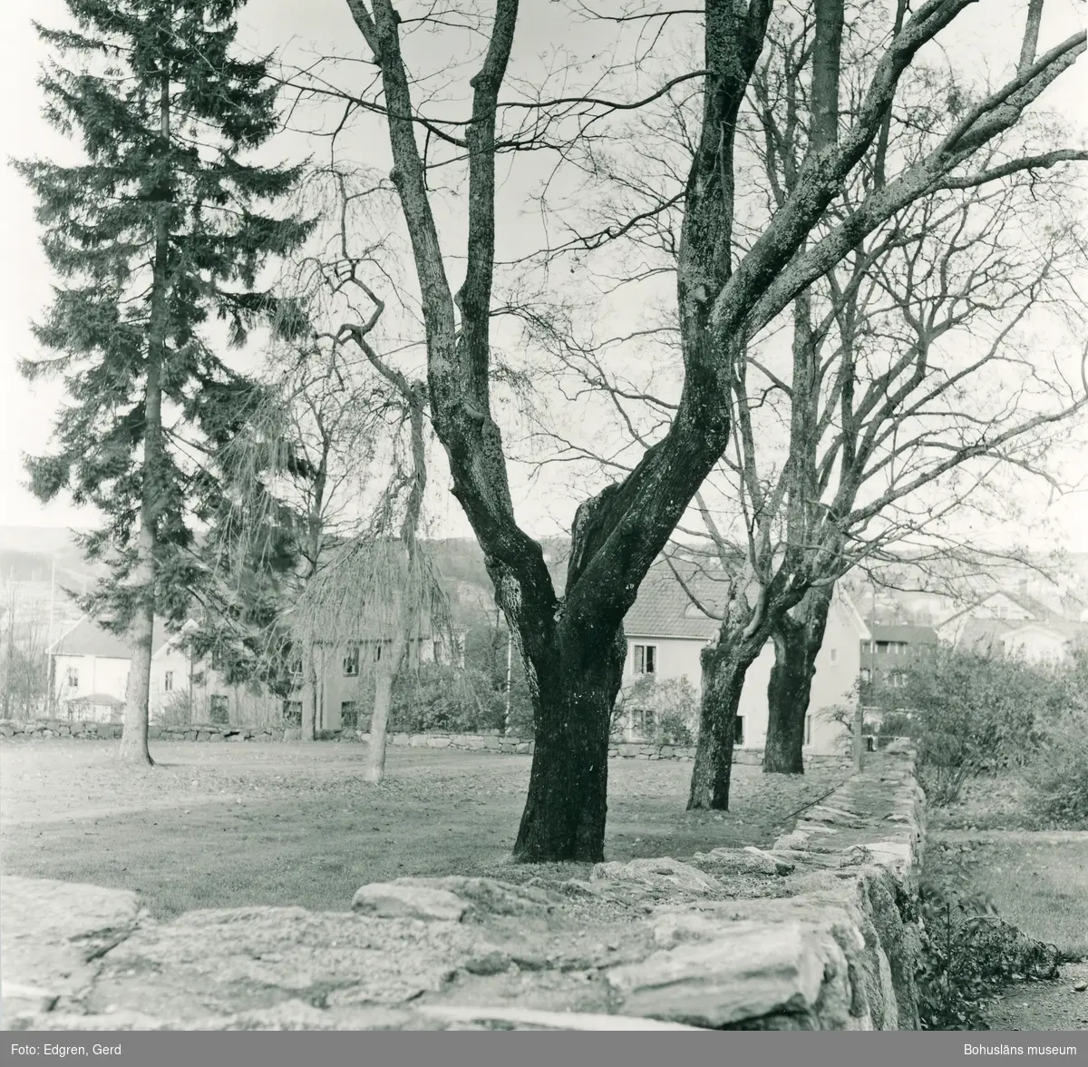 Text till bilden: "Kolerakyrkogården. Östra delen av kyrkogården. I mitten syns en hängask - ett ympat träd som ofta återfinns på kyrkogårdarna i landskapet".