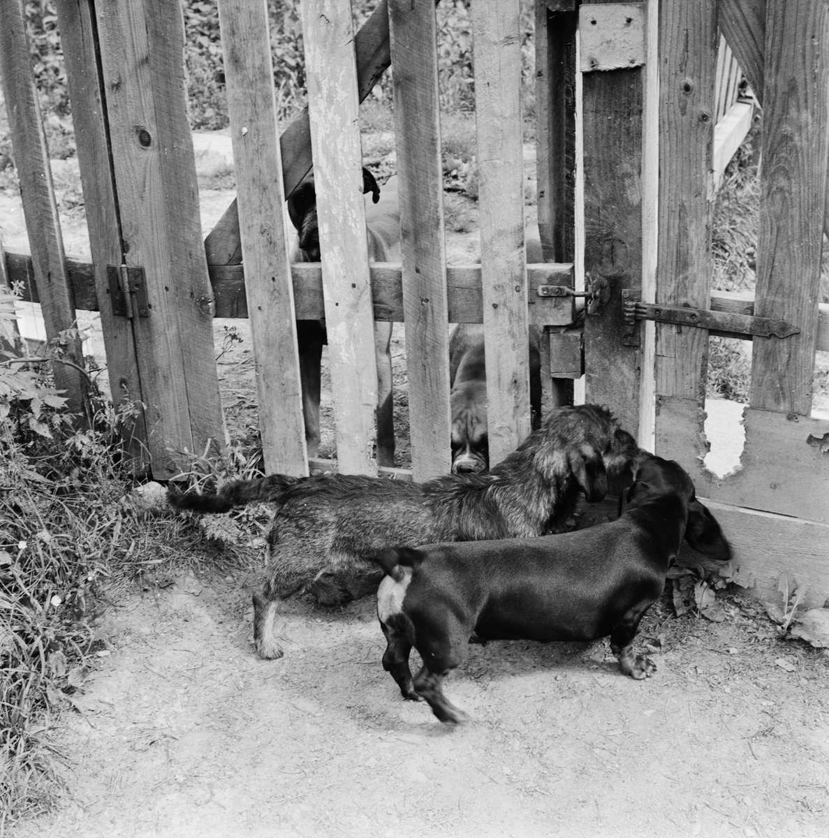 Hundpensionat i Börje, Uppland 1962