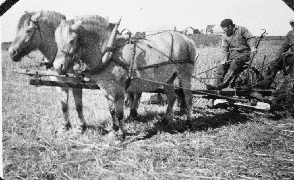 Kornskurd med meieapparat på slåmaskinen.Ola A. Stangeland og Edvin ...