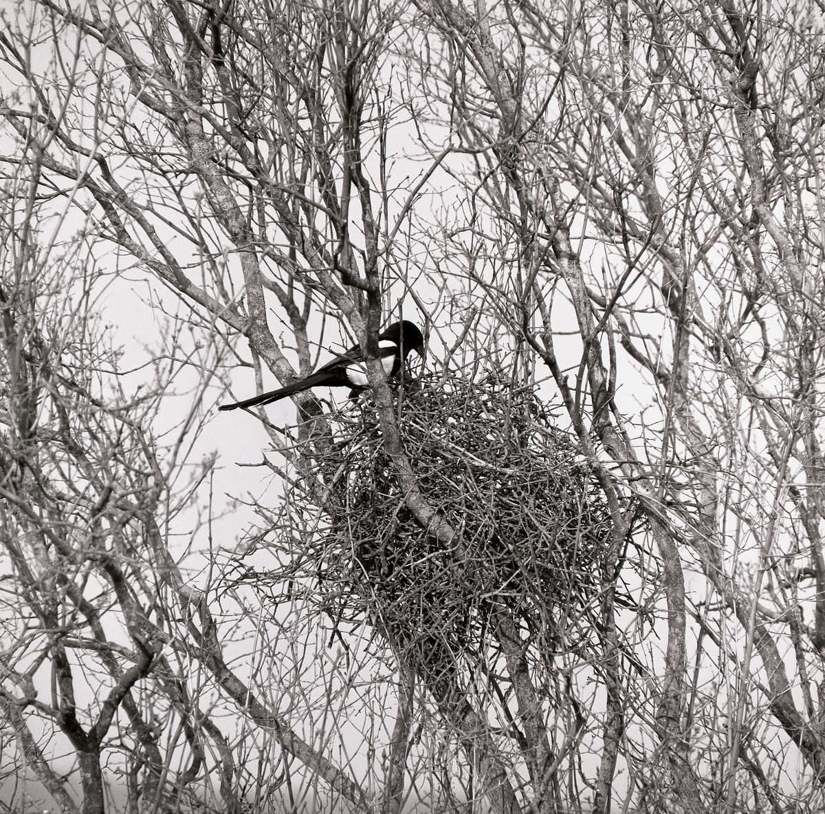 En skata sitter vid ett fågelbo högt upp i ett träd 1971.