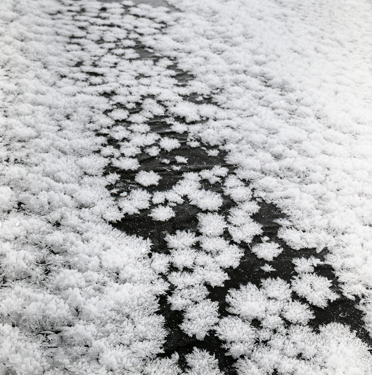 Närbild på stjärnformade iskristaller vid Hyttkvarnån, 3-21 januari 1960.