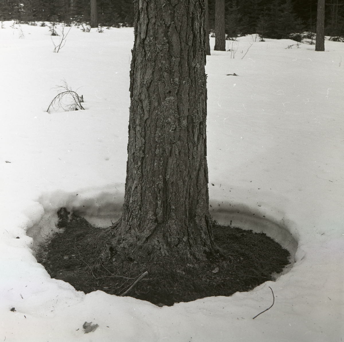 Runt en tall har snön tinat bort och bildat en ring, 1962.