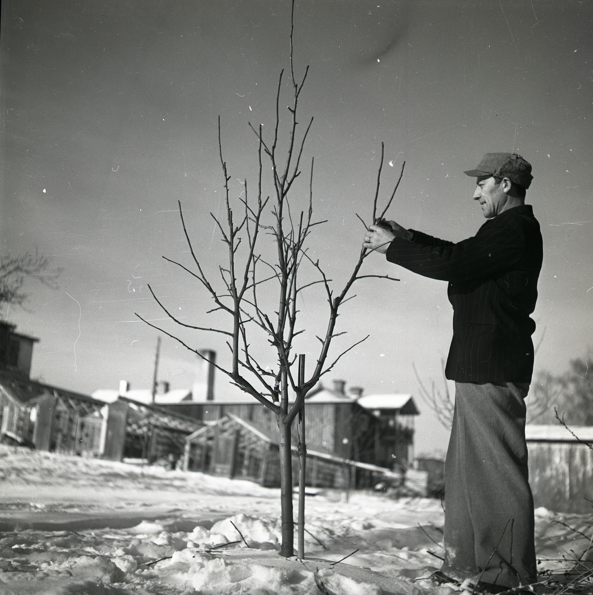 En man klipper grenarna på ett träd, vintern 1949.