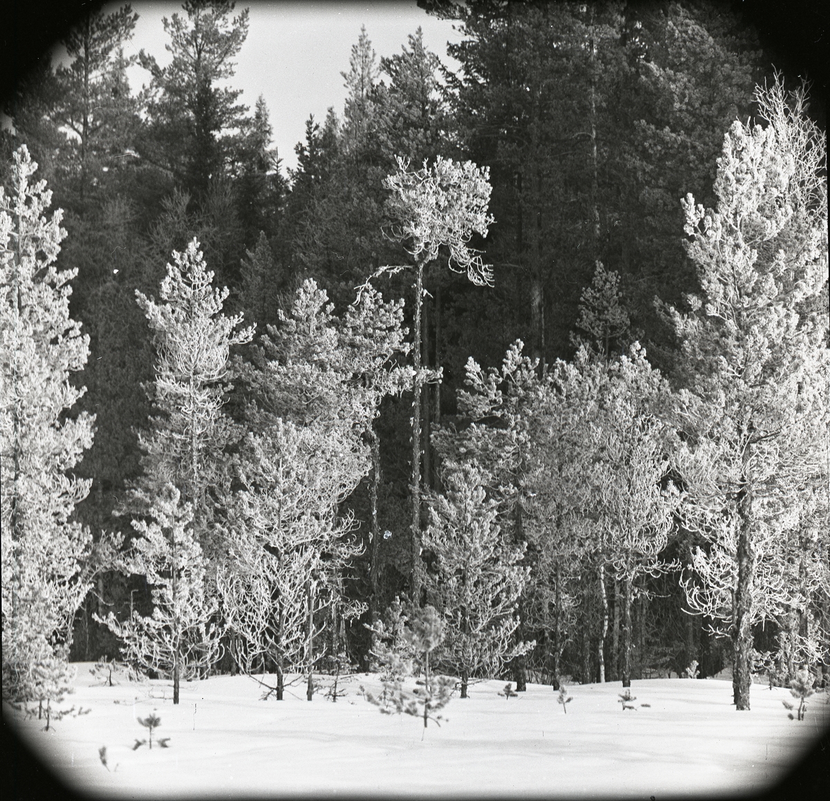 Snöiga tallar på Degelmyren, mars 1960.