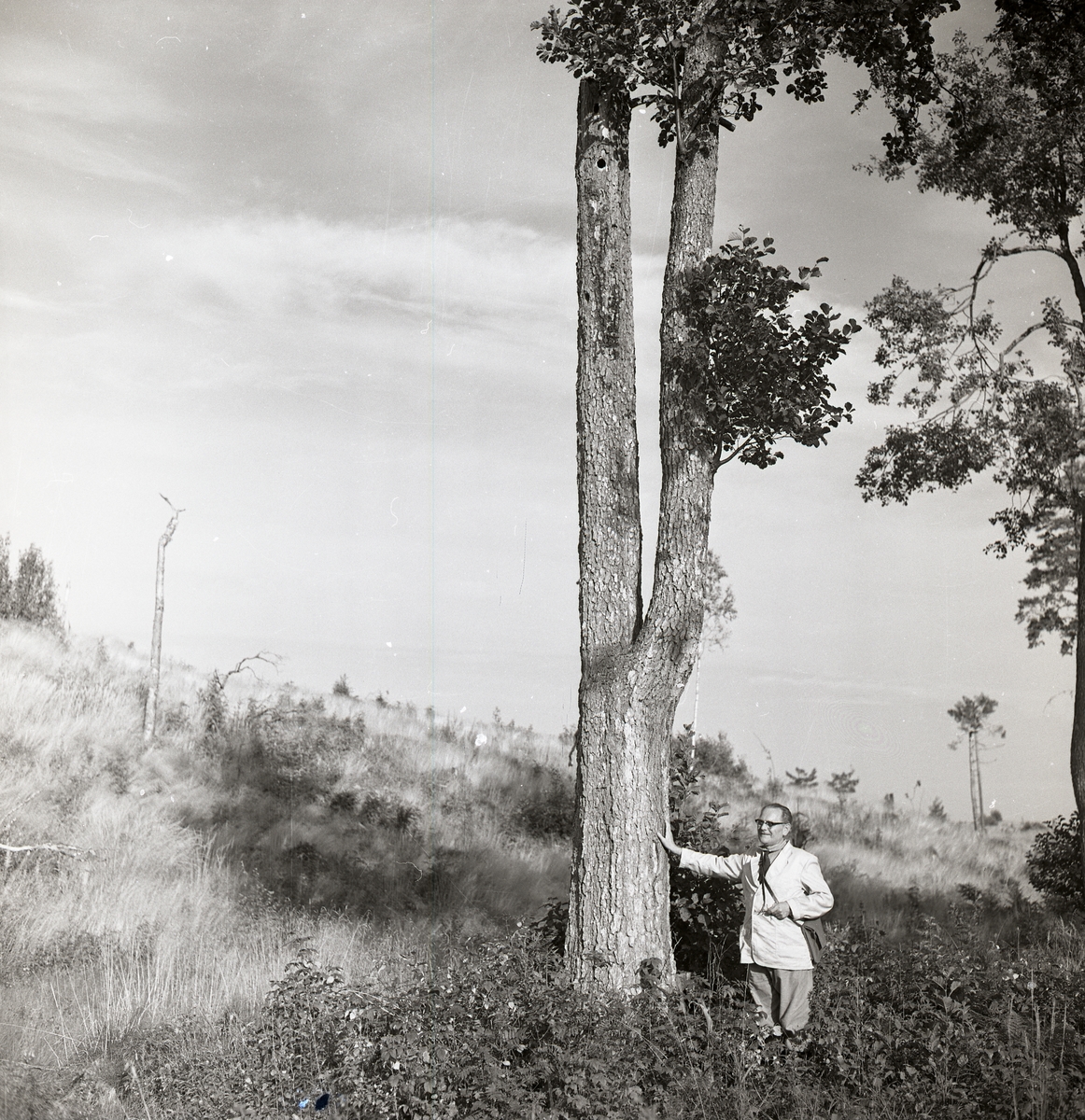 En man står vid en klibbal med delad trädstam, september 1961.