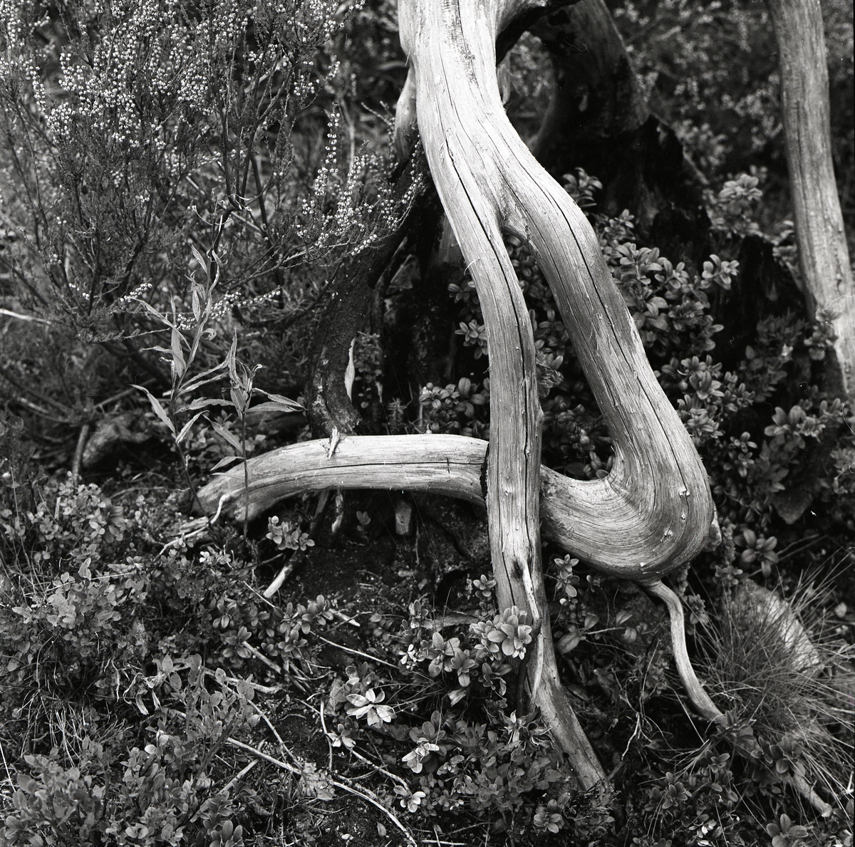 En trädrot formad som ett troll vid Skogsberget, 1959.
