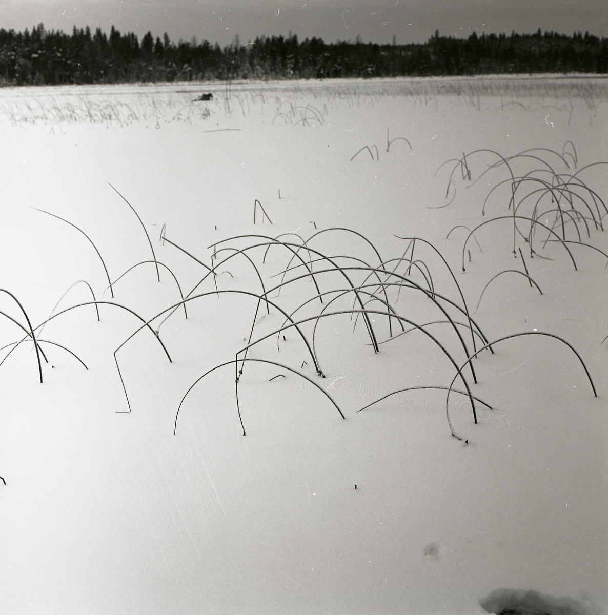 Böjda vasstrån sticker upp ur snön på Stråsjön, december 1964.