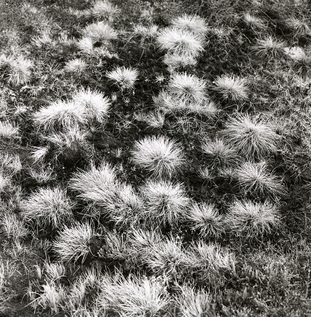 Tussiga tuvor på marken i Keinovuopio, juni 1977.