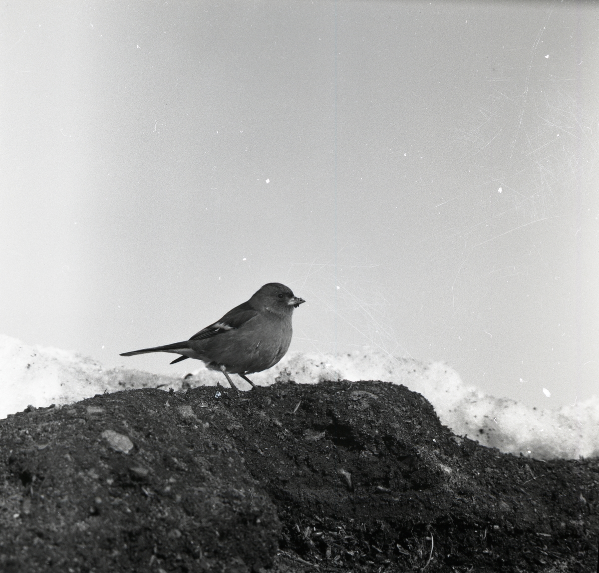 En bofink står på en jordhög i Sölvesborg den 28 februari 1955.