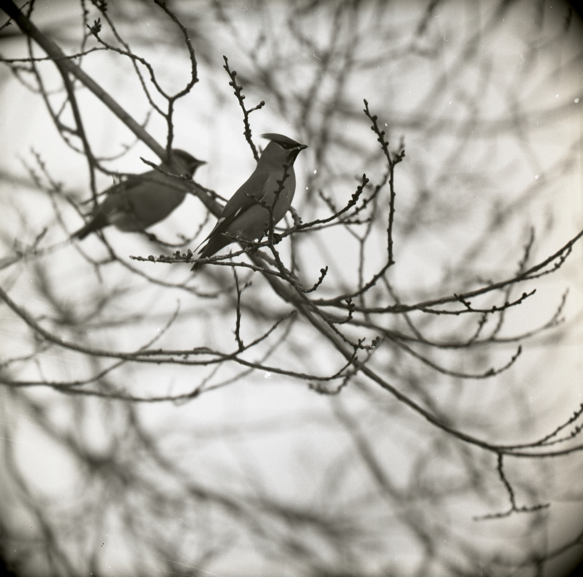 Två sidensvansar sitter på en kvist i ett träd, mars 1965.