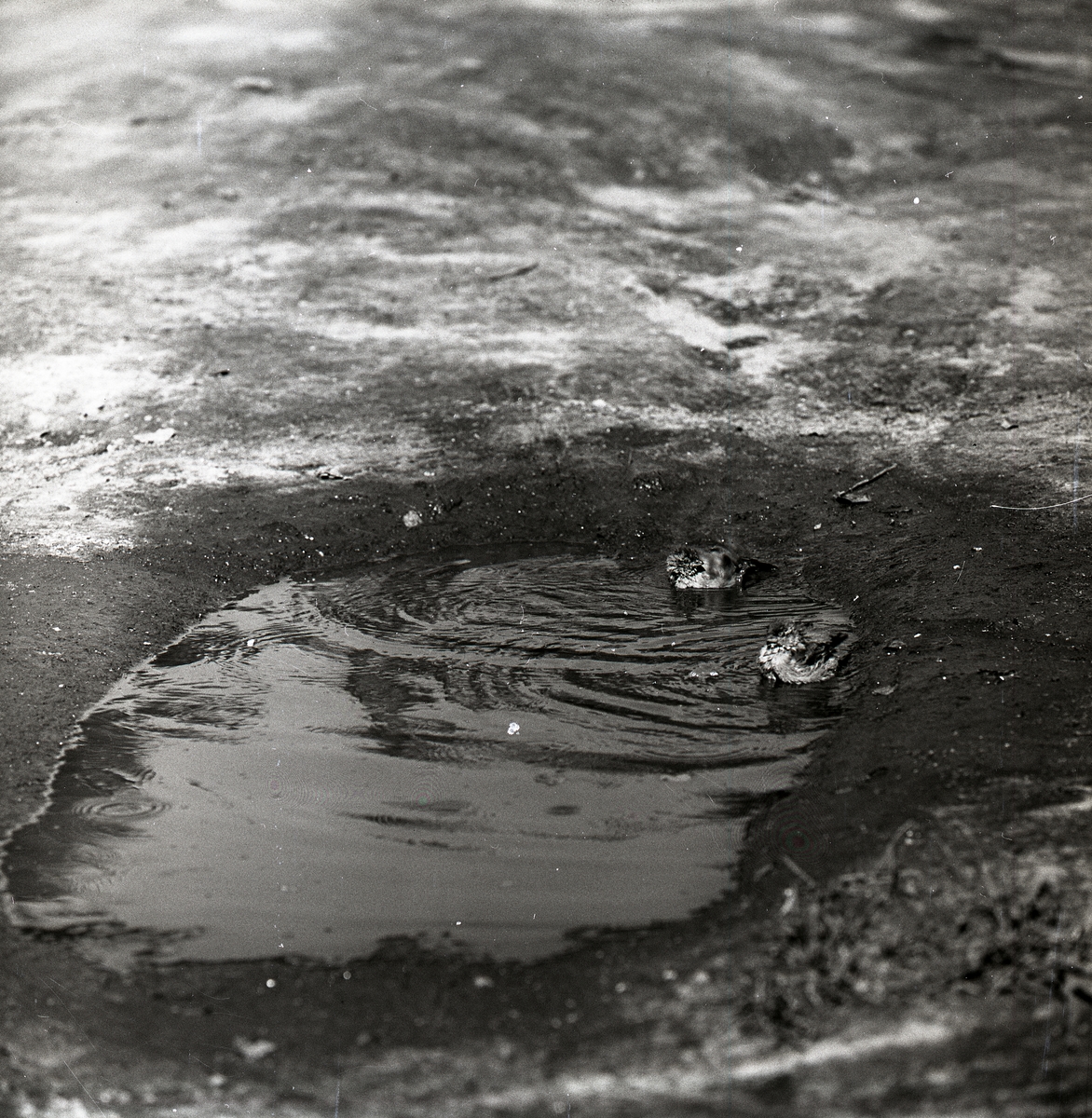 Två badande gråsparvar i en vattenpöl, augusti 1960.