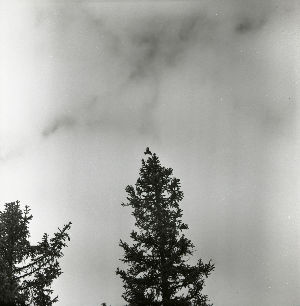 En trädpiplärka landar i en gran, våren 1961.