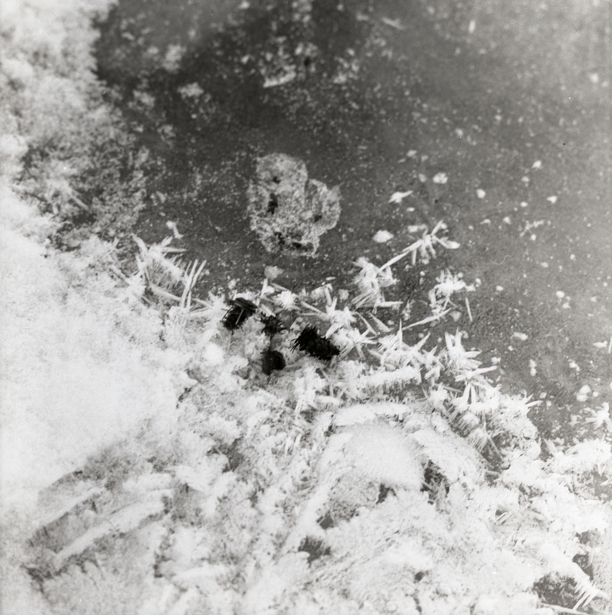 Ett husmaskbo vid Hölesjön, 25 december 1963.