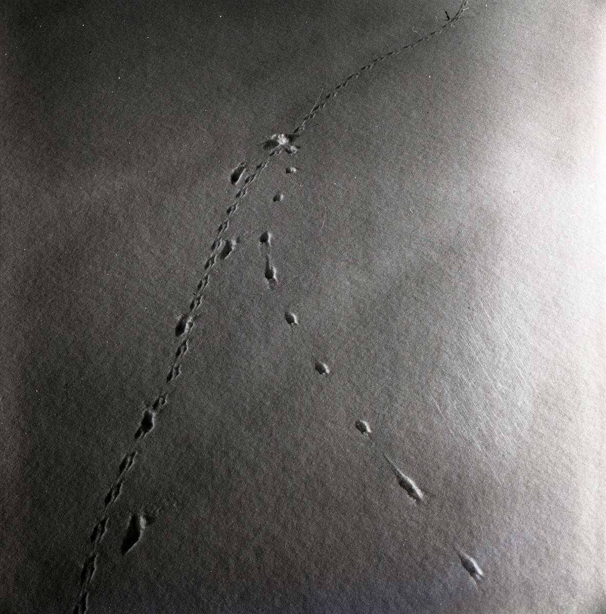 Hermelin- och musspår i snön, mars 1964.