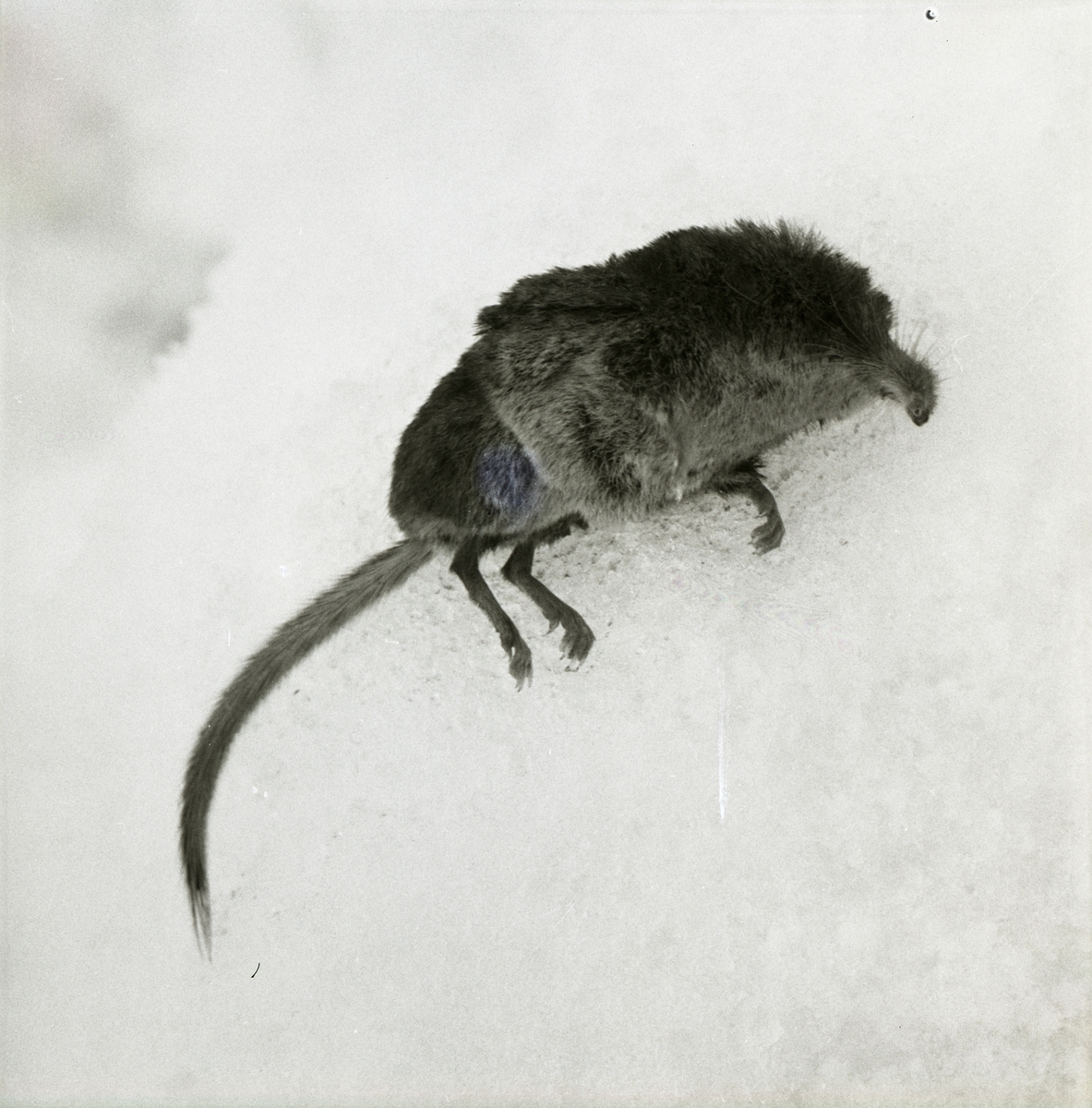 En död näbbmus ligger på snön i Törn, 1966.