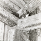 En ekorre sitter uppe vid takbjälkarna i en lada, 1961.
